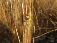 Myrmecaelurus trigrammus