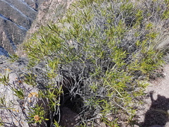 Colliguaja integerrima