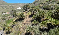 Phoenix canariensis image