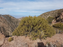 Chuquiraga ruscifolia