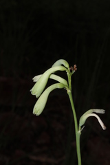 Polianthes montana