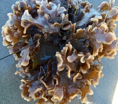 Pherusella brevituba