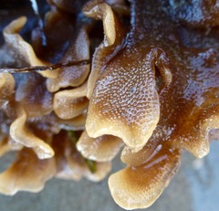 Pherusella brevituba
