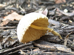 Leucocoprinus birnbaumii image