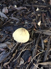 Leucocoprinus birnbaumii image