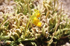 Calceolaria pinifolia