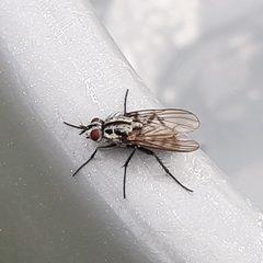 Eustalomyia