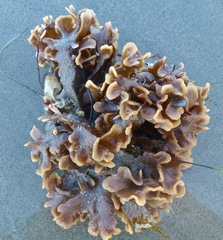 Pherusella brevituba