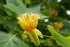 American Tuliptree - Photo (c) Kew on Flickr, some rights reserved (CC BY-NC-SA)