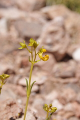 Calceolaria pinifolia