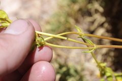 Calceolaria pinifolia