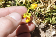 Calceolaria pinifolia