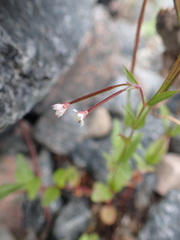Epilobium lactiflorum
