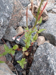 Epilobium lactiflorum
