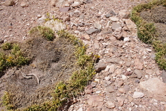 Calceolaria pinifolia