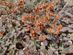Eriogonum compositum