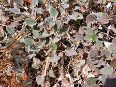 Eriogonum compositum