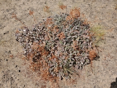 Eriogonum compositum