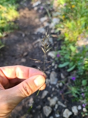 Trisetum alpestre