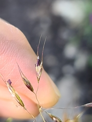 Trisetum alpestre