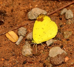Eurema simulatrix tecmessa