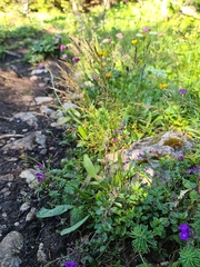Trisetum alpestre