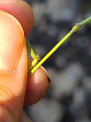 Trisetum alpestre