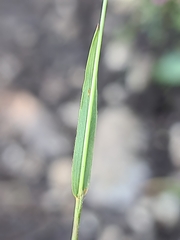 Trisetum alpestre