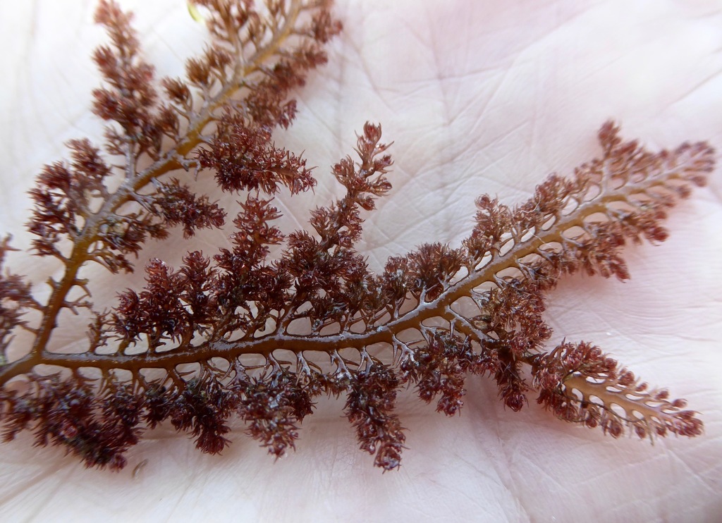 Symphyocladia