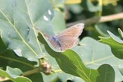 Polyommatus amandus
