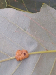 Andricus nigricens