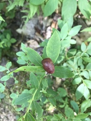 Exobasidium vaccinii