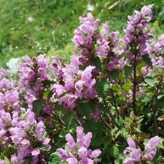 Lamium garganicum