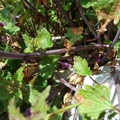 Lamium garganicum