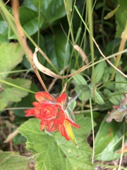 Castilleja litoralis