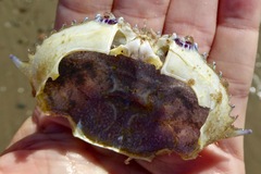 Achelous xantusii