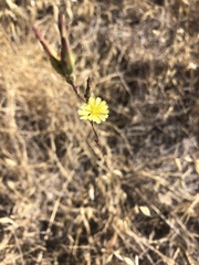 Lactuca saligna