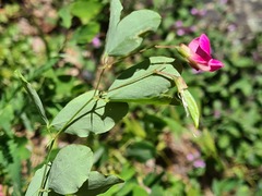 Lathyrus roseus