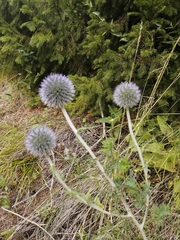 Echinops latifolius