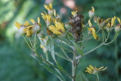 Tephroseris cladobotrys cladobotrys