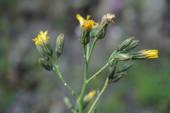 Hieracium juranum