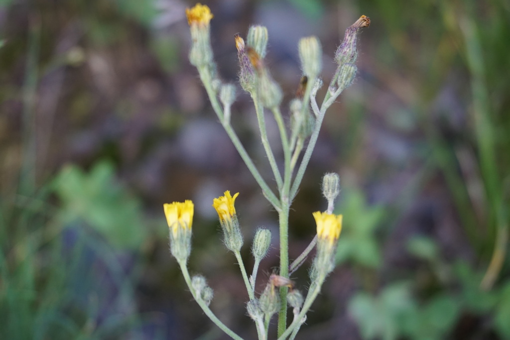 Pilosella auriculoides