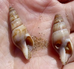 Ophiodermella inermis