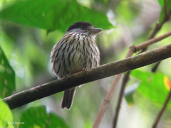 Smithornis capensis medianus