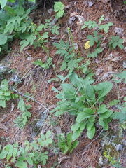Solidago hispida hispida