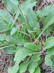 Solidago hispida hispida