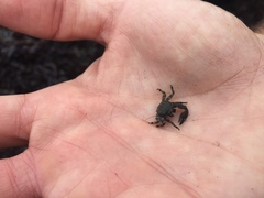 Petrolisthes