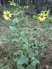 Silphium glutinosum