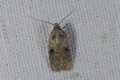 Agonopterix propinquella