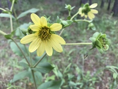 Silphium glutinosum